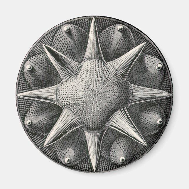 Íman Ernst Haeckel (Frente)