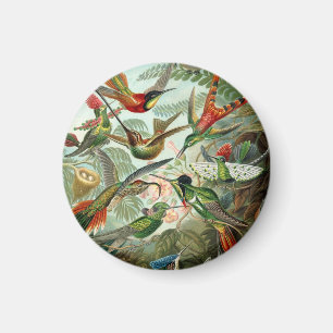 Íman Ernst Haeckel Hummingbird - Formas de Arte da Natu