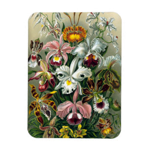 Íman Ernst Haeckel Orchidea Magnet