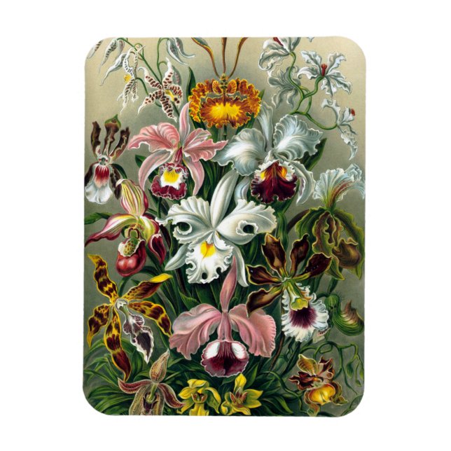 Íman Ernst Haeckel Orchidea Magnet (Vertical)