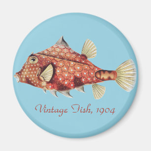 Íman Ernst Haeckel Peixe-Caixa Vermelho Náutico Vida Ma