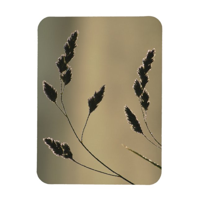 Íman Erva de erva úmida (Vertical)