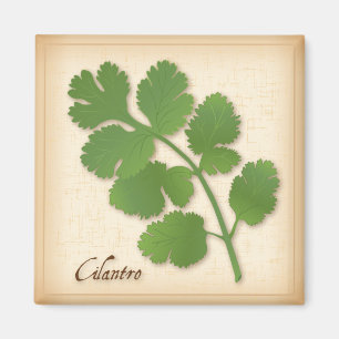 Íman Erva do Cilantro