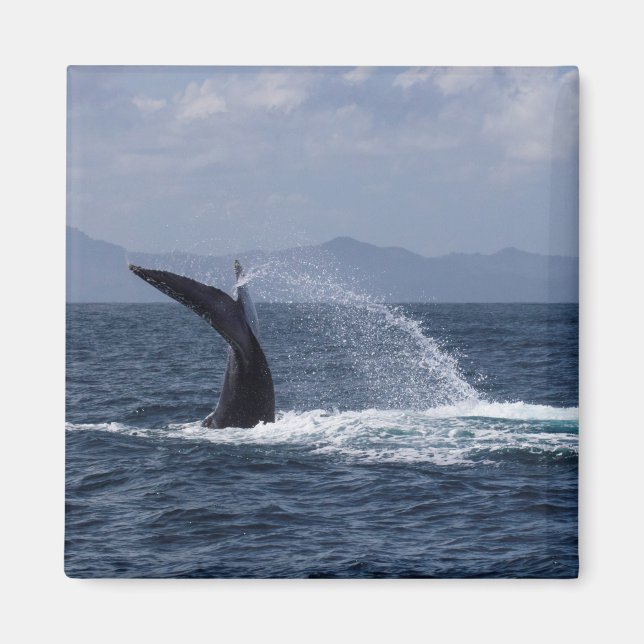 Íman Esboço Da Cauda Da Baleia De Humpback (Frente)