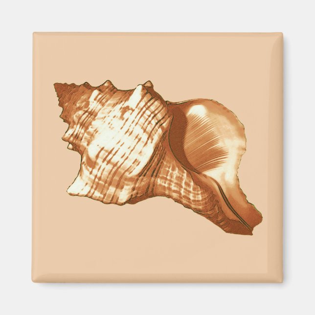 Íman Esboço da concha - castanho, branco e bronzeado (Frente)