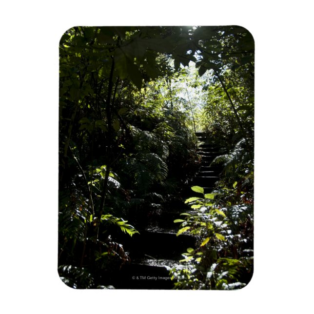 Íman Escada russa/trilha na floresta, luz solar (Vertical)