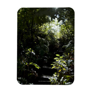 Íman Escadaria/passeio rústicos na floresta, luz solar