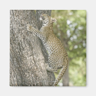 Íman Escalada masculina nova do leopardo (Panthera