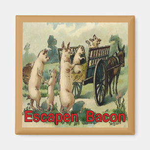 Íman Escapando Bacon, Hogs