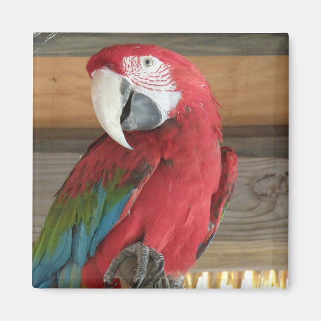 Íman Escarlet Macaw Magnet (Frente)