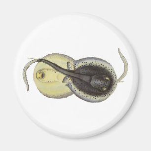 Íman Escarolas Vintage, Animais Marinhos Do Oceano