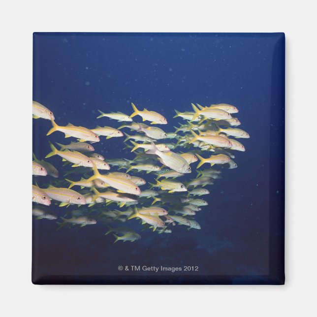 Íman Escola de Peixe 8 (Frente)