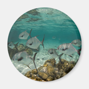Íman Escola de Peixes Permit