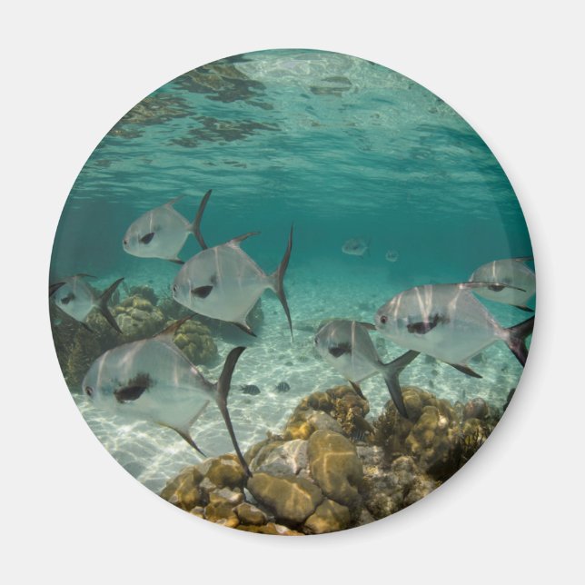 Íman Escola de Peixes Permit (Frente)