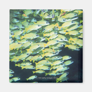 Íman Escola dos peixes