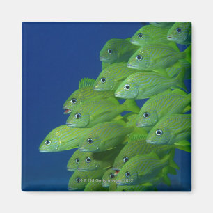 Íman Escola francesa bluestriped e margate grunts