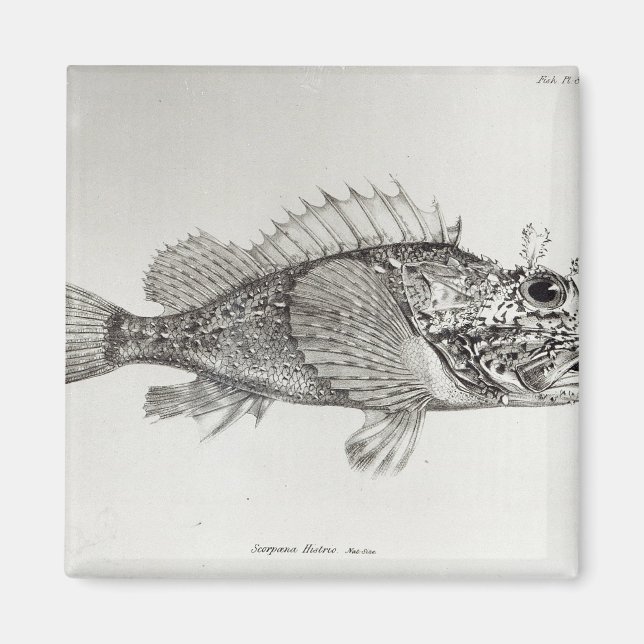 Íman Escorpião (Frente)