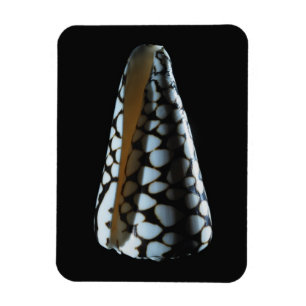 Íman Escudo 2 do cone