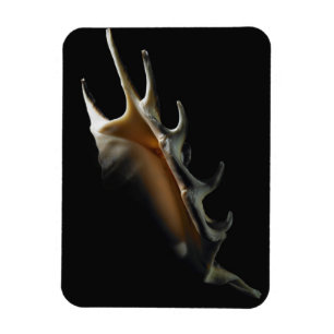 Íman Escudo do Conch