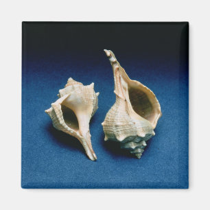 Íman Escudo do Murex