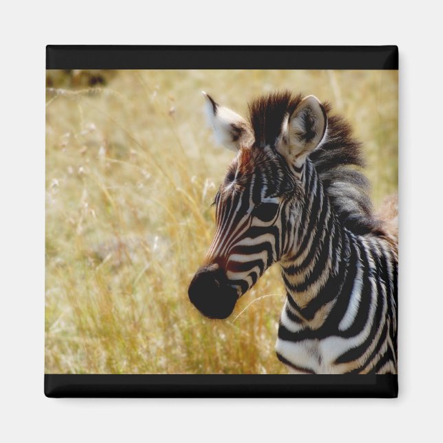 Íman Esímanes da vida selvagem Zebra Foal (redondos e q (Frente)