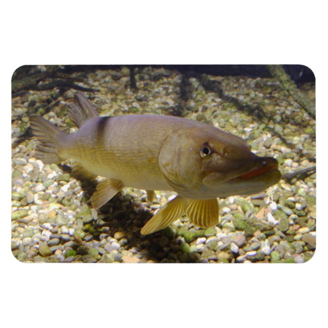 Íman Esox lucius (Horizontal)