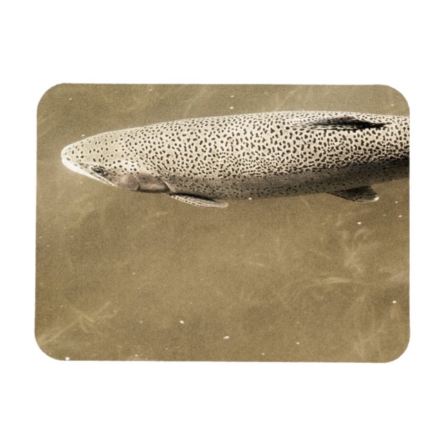 Íman Espectro (Horizontal)