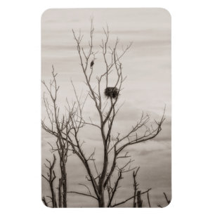 Íman Esperando a vida