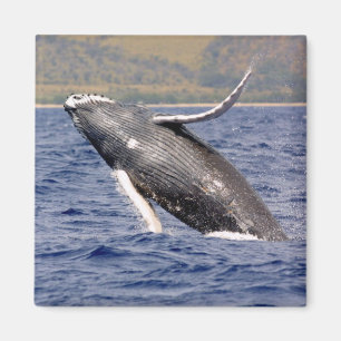 Íman Espirro da baleia de Humpback