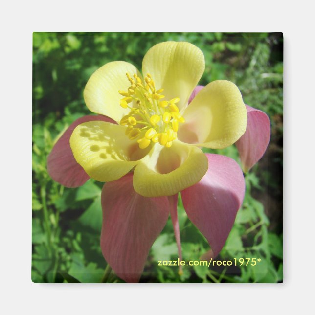 Íman esplendor (Frente)