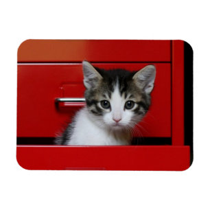 Íman Espreitar do gatinho