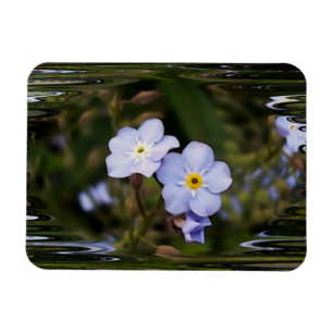 Íman Esquece-me de flores.