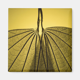 Íman Esqueleto de Folha