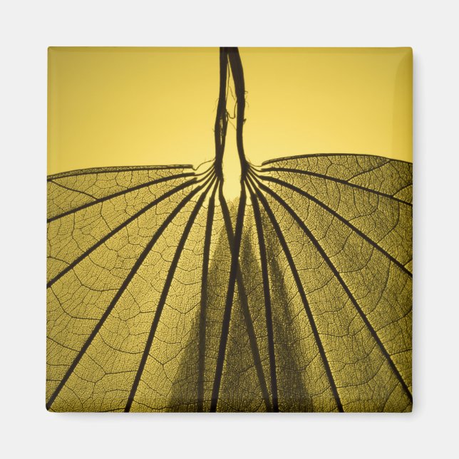 Íman Esqueleto de Folha (Frente)