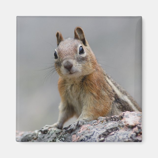 Íman esquilo (Frente)