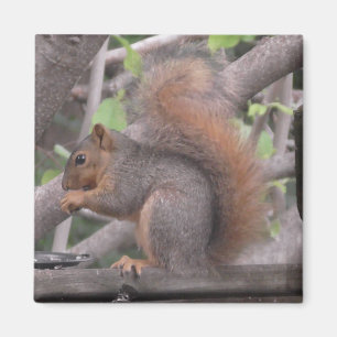 Íman Esquilo Adorável Comendo uma Foto Nua