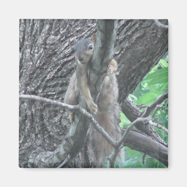 Íman Esquilo Adorável Dormindo em uma Ramificação (Frente)