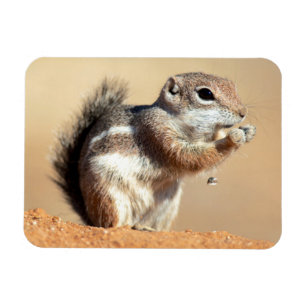 Íman esquilo-antílope de Harris (Ammospermophilus)
