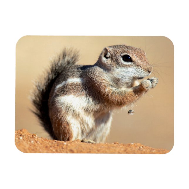 Íman esquilo-antílope de Harris (Ammospermophilus) (Horizontal)