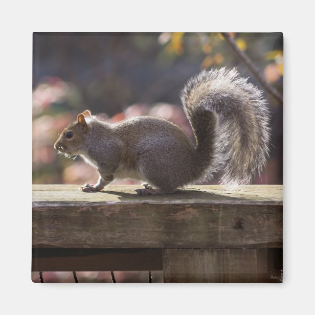 Íman Esquilo brilhante (Frente)