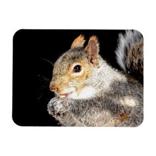 Íman Esquilo comendo noz
