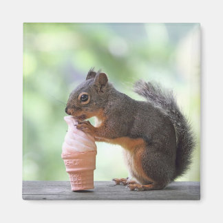 Íman Esquilo comendo um Cone de Sorvete