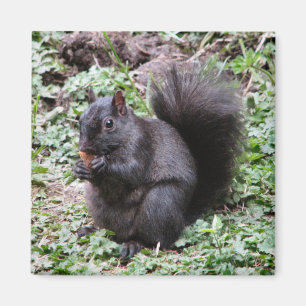 ÍMAN ESQUILO DA BAÍA DO VIDOEIRO