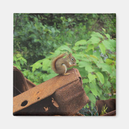 Íman Esquilo de Camo