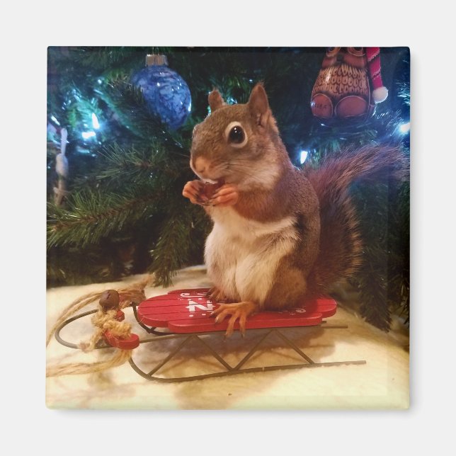 Íman Esquilo de Natal (Frente)