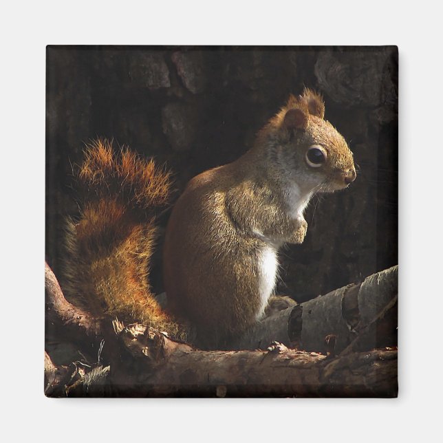 Íman Esquilo em um Patch de Luz Solar (Frente)