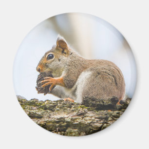 Íman Esquilo Fofo Animais da Floresta Natureza