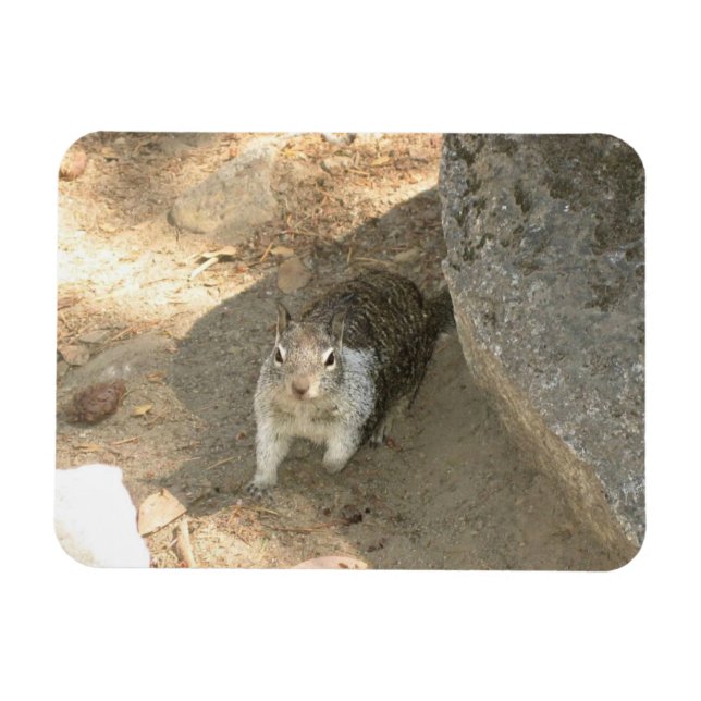Íman Esquilo Fofo em Yosemite, CA (Horizontal)