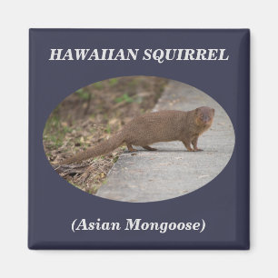 Íman Esquilo Havaiano (Mongoose Asiática) Magneta Quadr