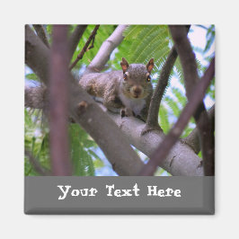 Íman Esquilo na Imã de geladeira da árvore